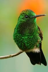pic for humming bird 640x960
